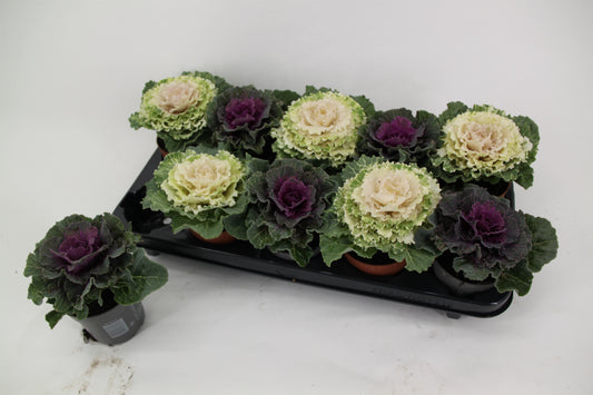 Brassica ole. mix 15cm 10.5cm Pot