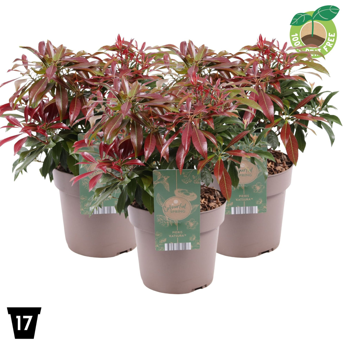Pieris japonica Katsura 30cm 17cm Pot