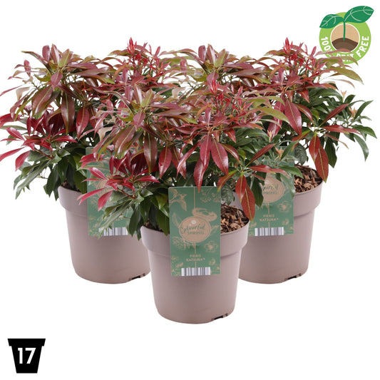 Pieris japonica Katsura 30cm 17cm Pot