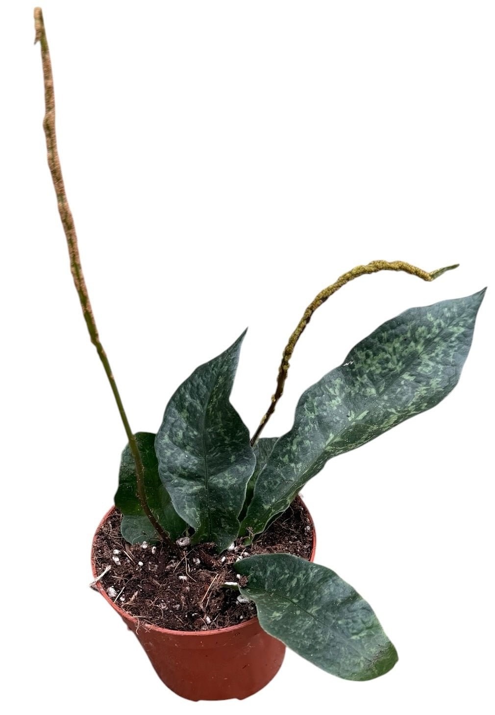 Tectaria Hilocarpa 12cm 8cm Pot