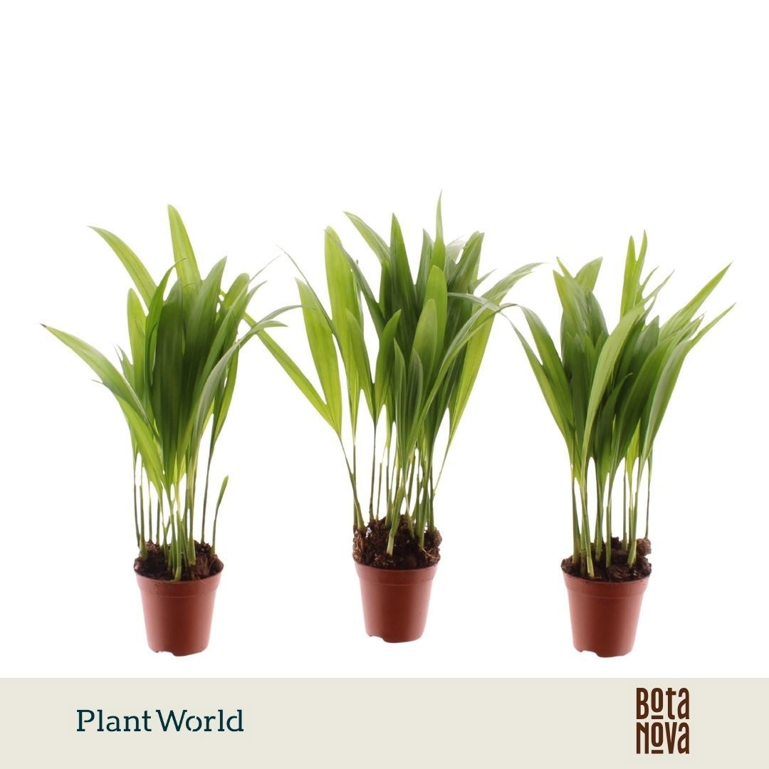 Dypsis lutescens 25cm 5.5cm Pot