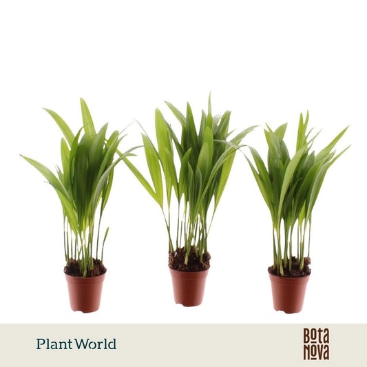 Dypsis lutescens 25cm 5.5cm Pot
