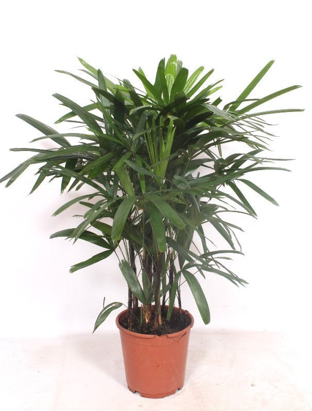Rhapis excelsa 100cm 24cm Pot