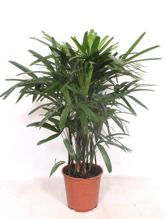 Rhapis excelsa 100cm 24cm Pot