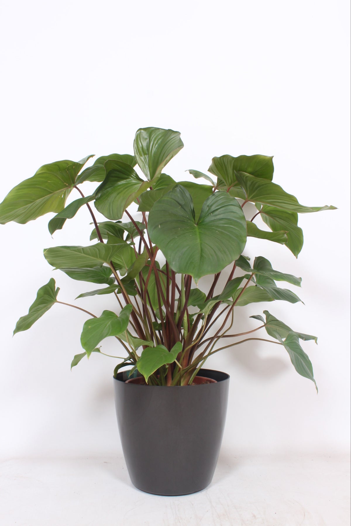Homalomena Maggy 120cm 30cm Pot