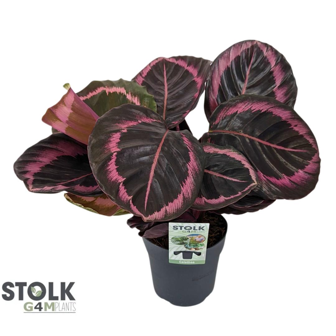 Calathea Surprisestar 40cm 14cm Pot