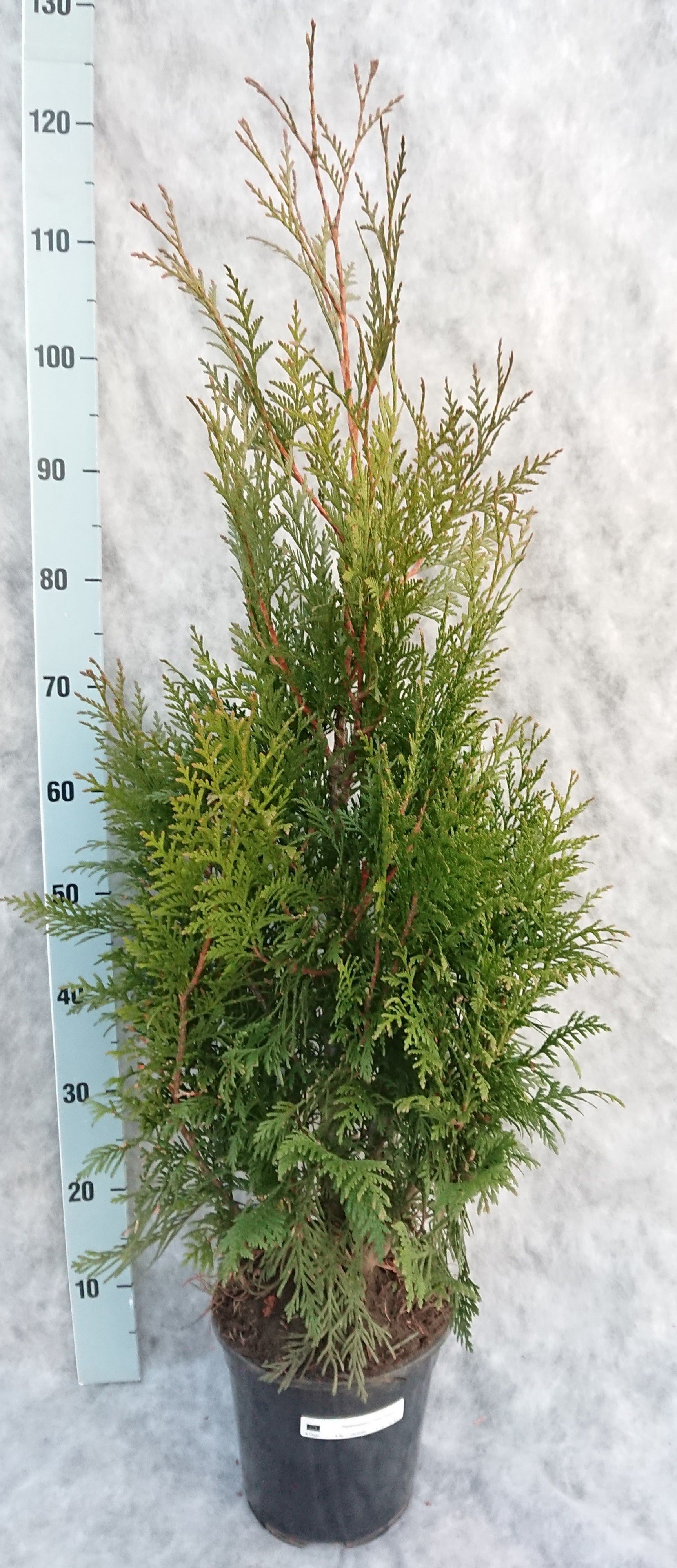 Thuja plicata Excelsa 105cm 21cm Pot