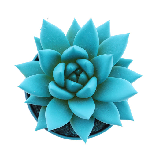 Euro Cactus Holland Bv Rainbow mint Pack of 20