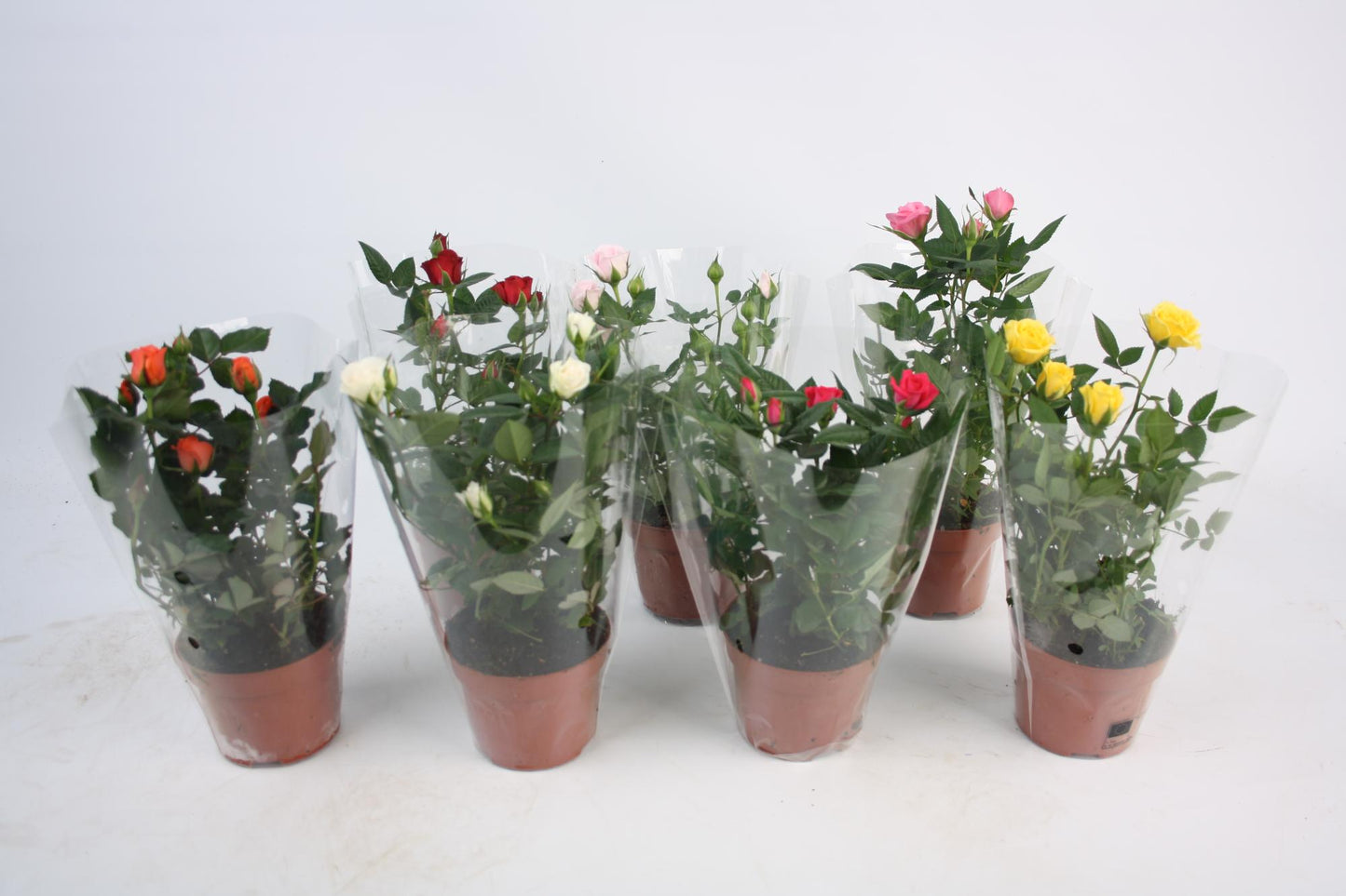 BM Roses Roses mix Pack of 12