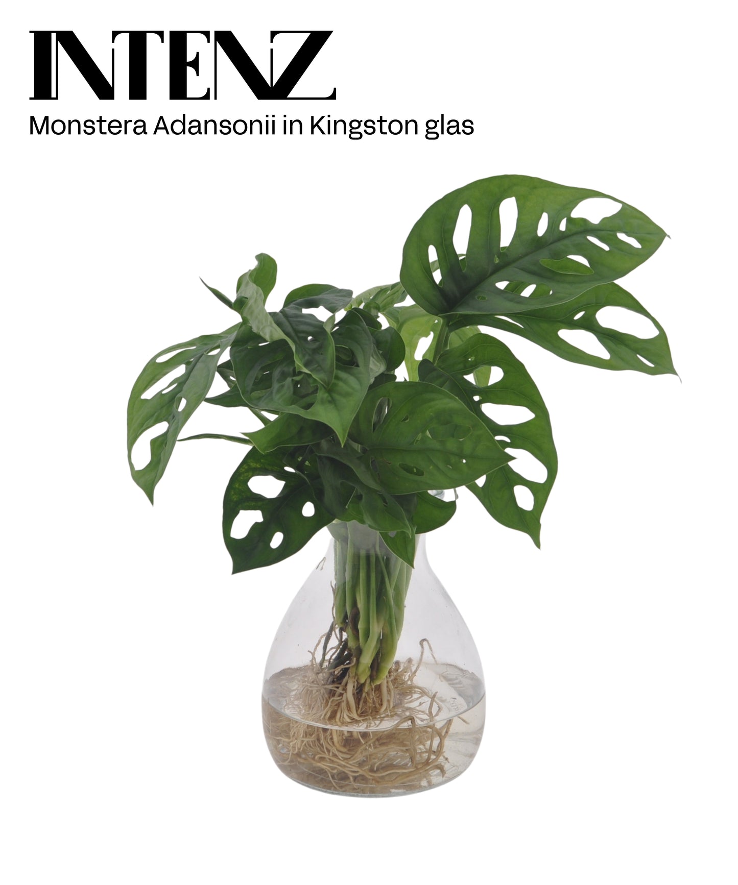 VDE plant BV Monstera adansonii Pack of 3
