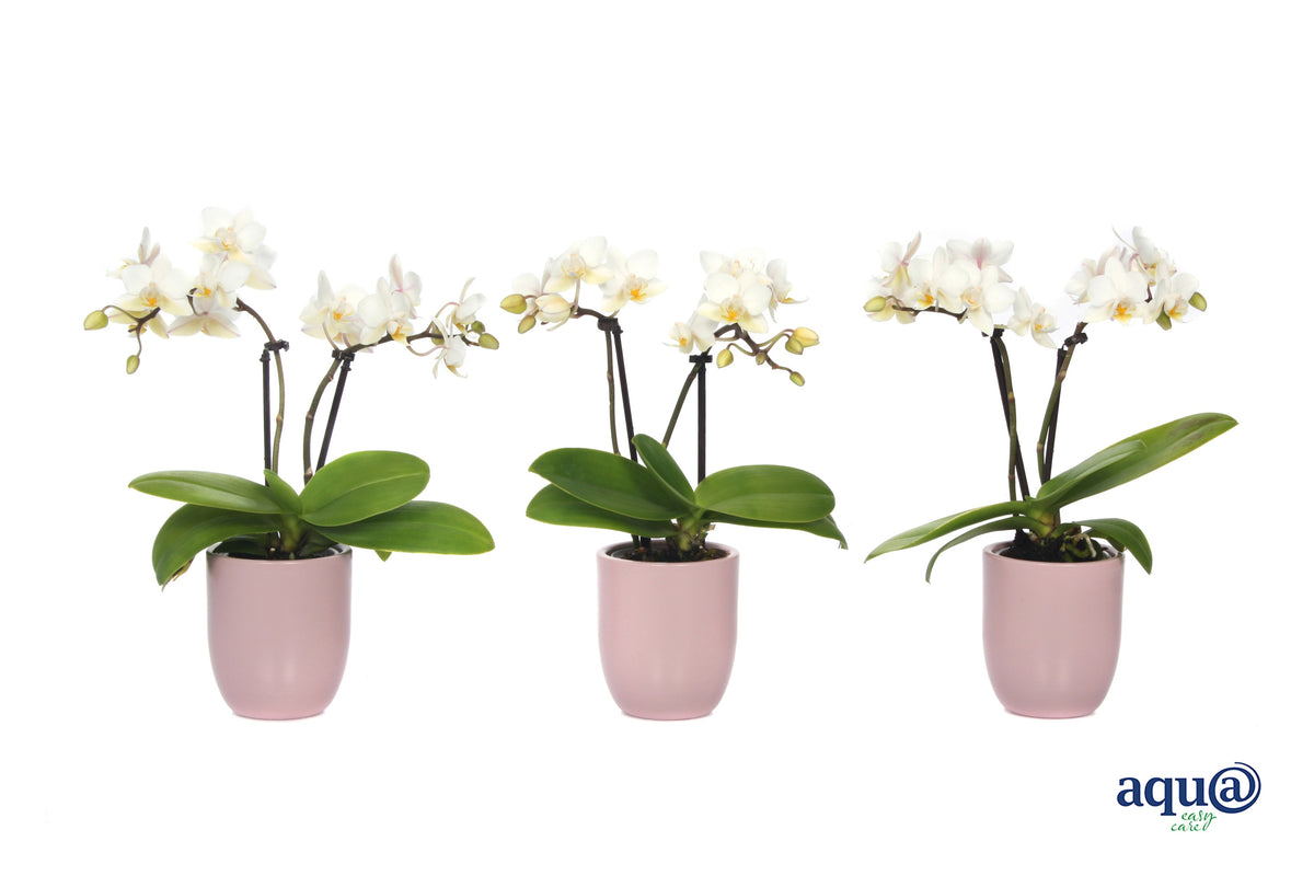 Phalaenopsis hybrid 17cm 6cm Pot
