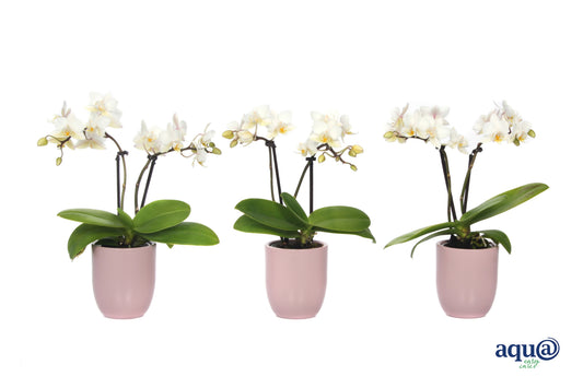 Phalaenopsis hybrid 17cm 6cm Pot