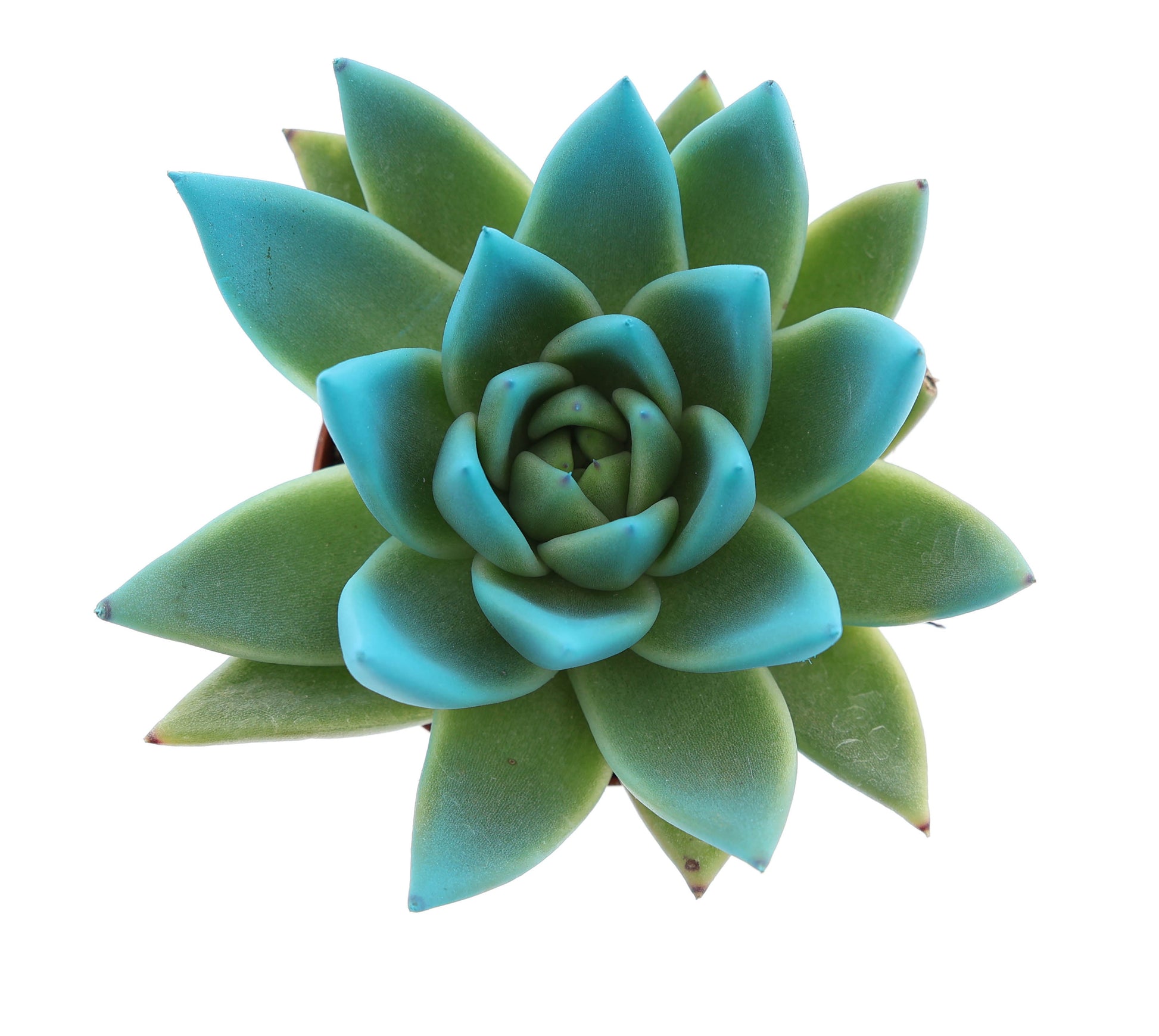 Euro Cactus Holland Bv Miranda tips sky blue Pack of 16