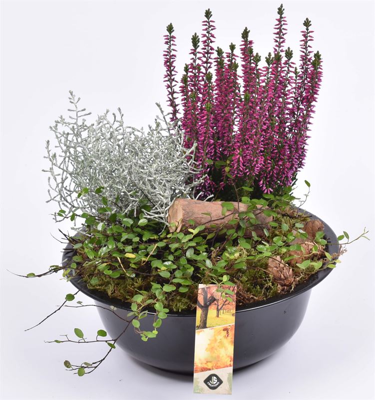 Outdoor arrangement 23cm Pot