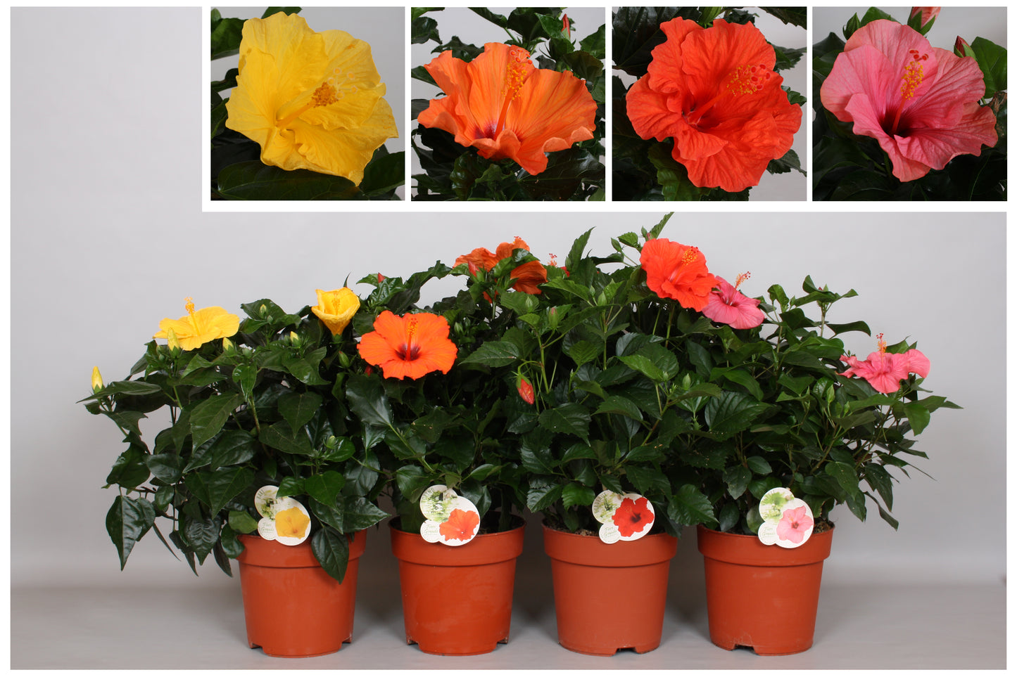 Hibiscus ros. mix layer 55cm 21cm Pot