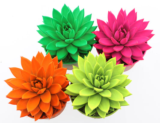 Rainbow neon mix 18cm 15cm Pot