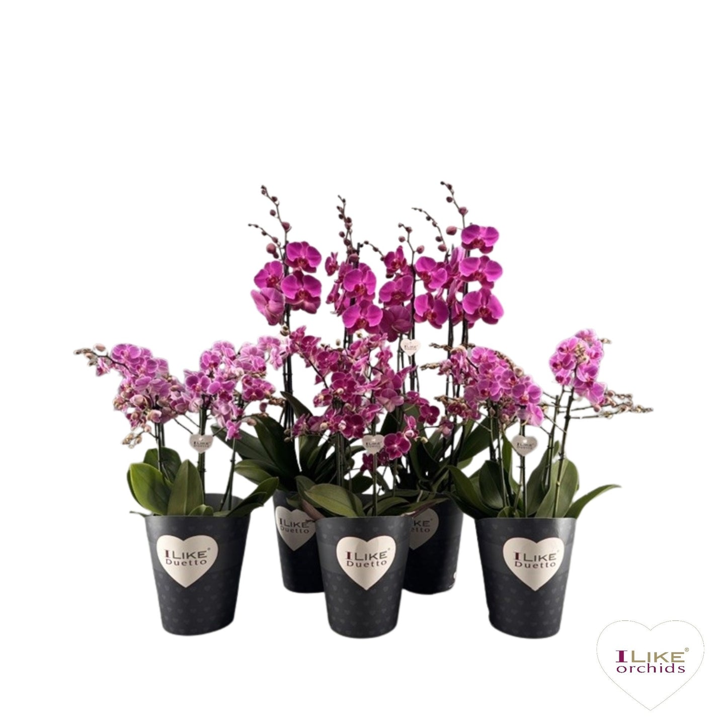 Phalaenopsis purple 70cm 17cm Pot