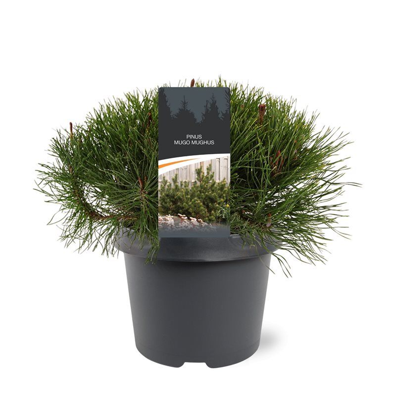 Pinus mugo Mughus 30cm 19cm Pot