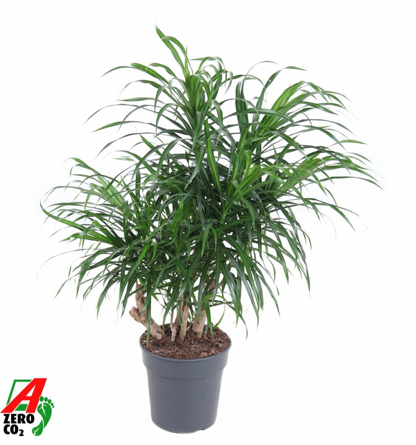 Dracaena ref. Anita 80cm 21cm Pot