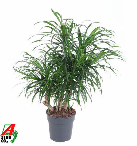 Dracaena ref. Anita 80cm 21cm Pot
