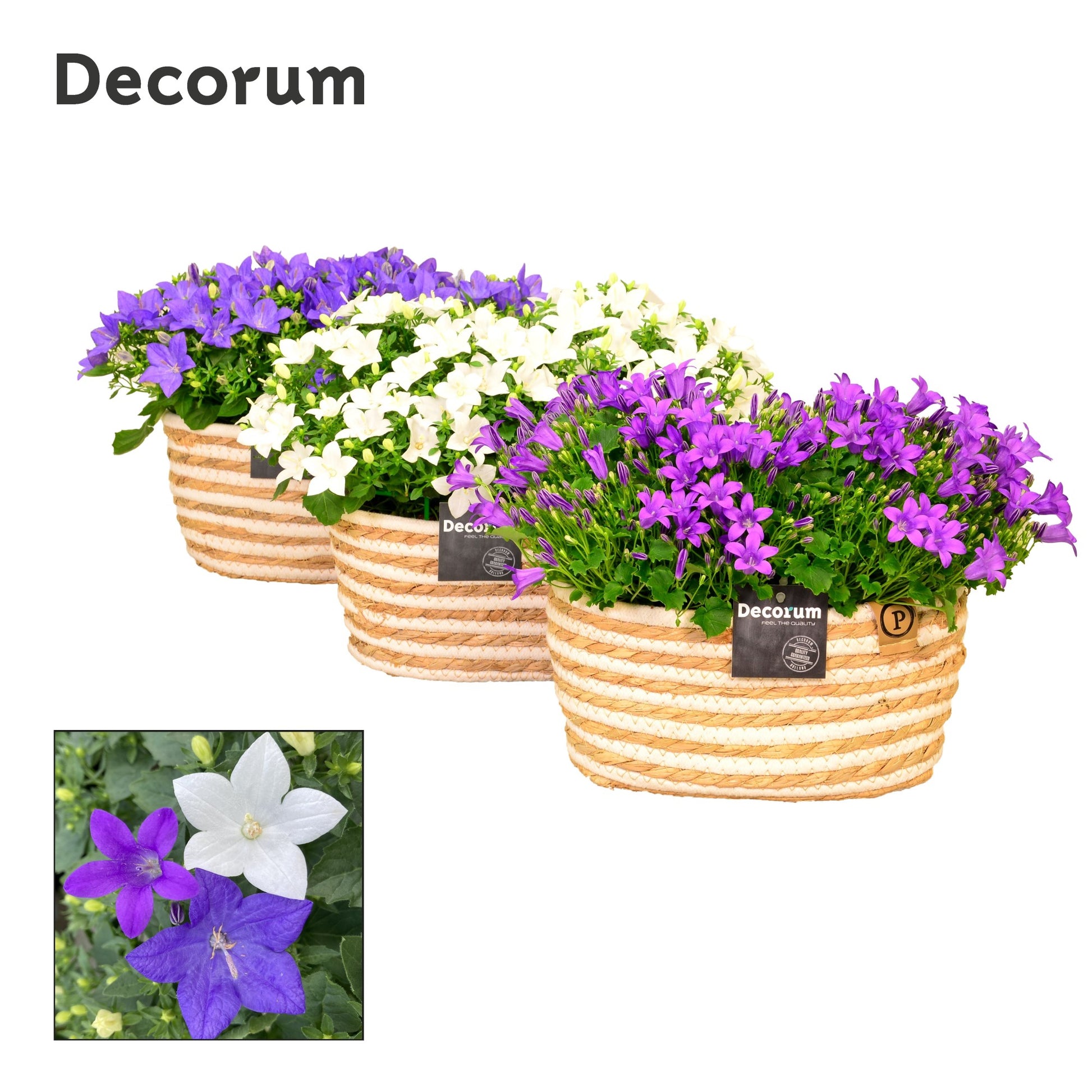 Campanula Hybrid 17cm 27cm Pot