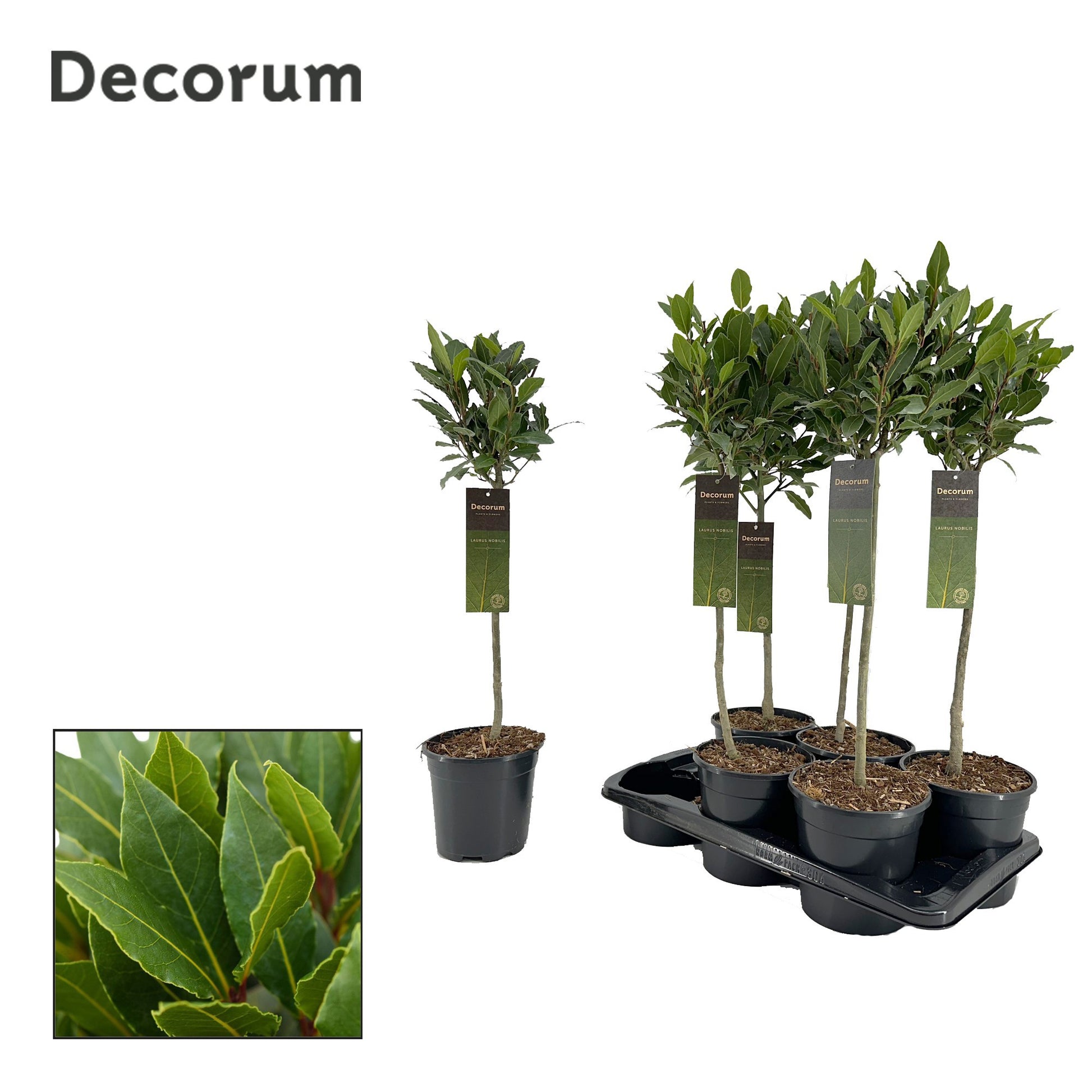 Laurus nobilis 80cm 17cm Pot