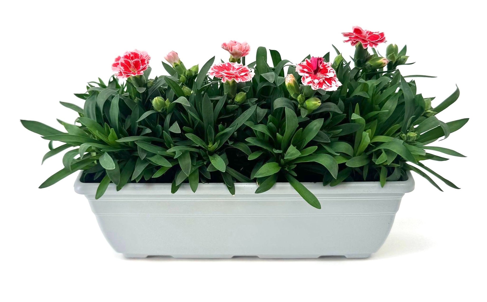 Dianthus Oscar White and Red 24cm 27cm Pot