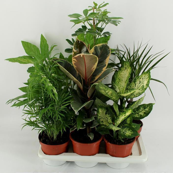 M-6 Mixtplanten in tray 55cm 17cm Pot