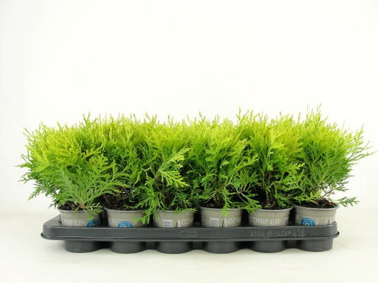 Thuja occidentalis 13cm 9cm Pot