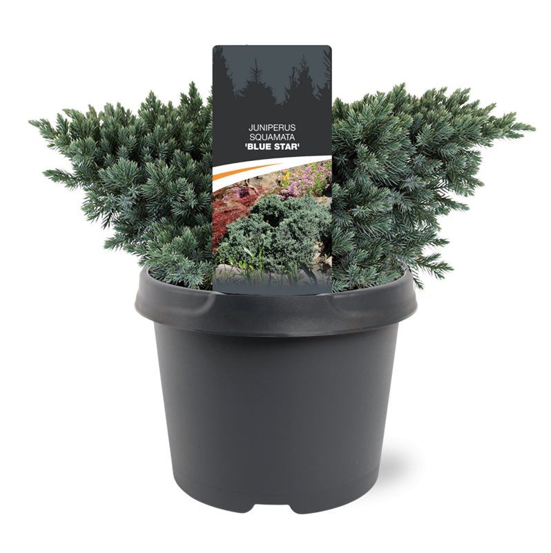 Juniperus Blue Star 25cm 19cm Pot