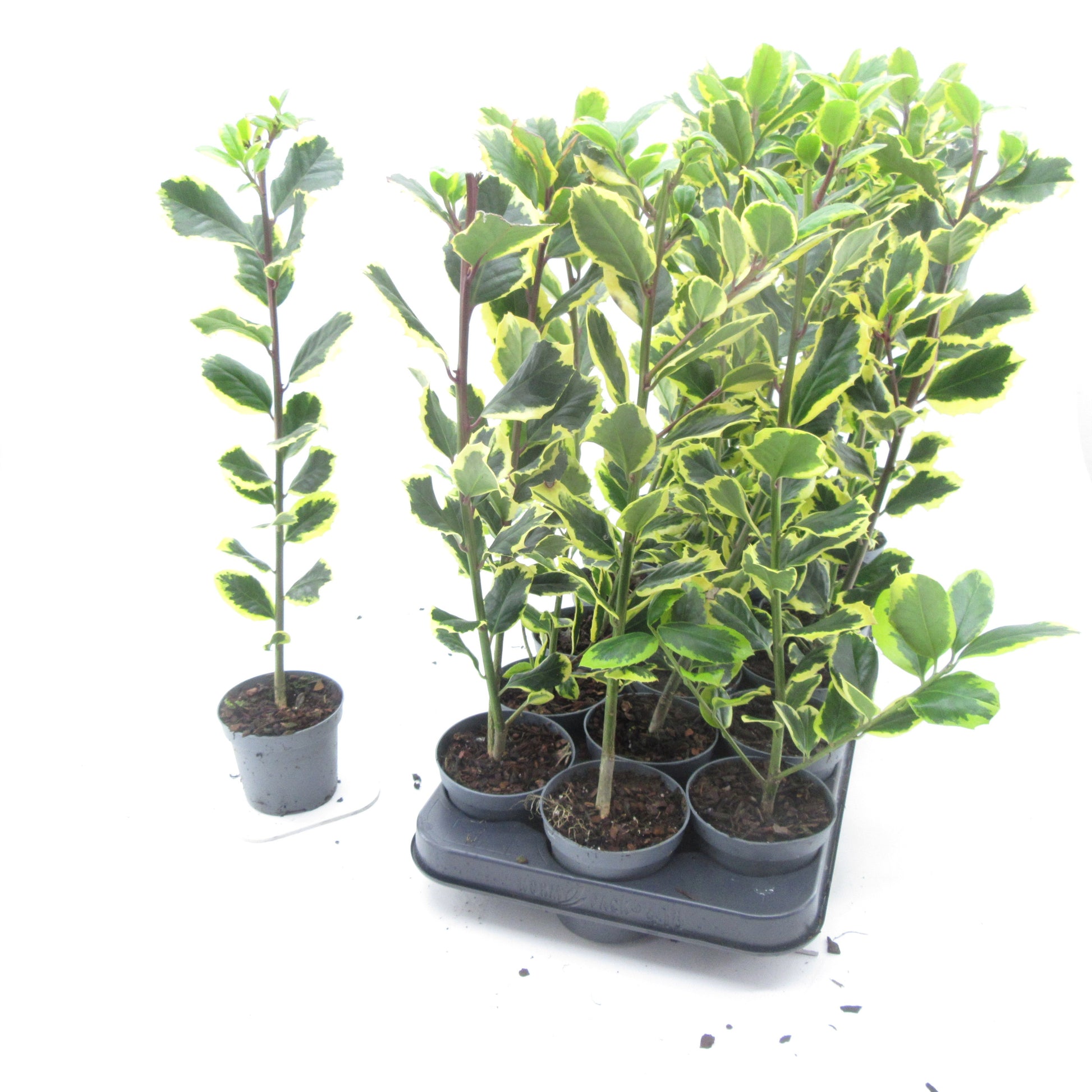 Ilex Golden King 45cm 9cm Pot
