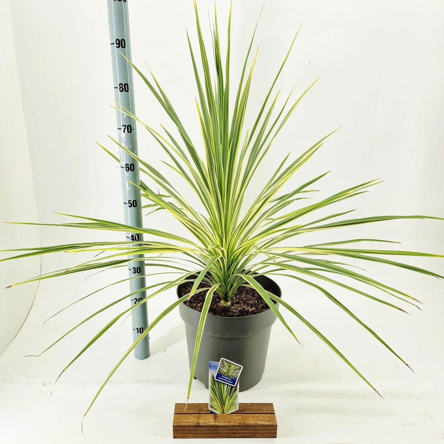 Cordyline 80cm 32cm Pot