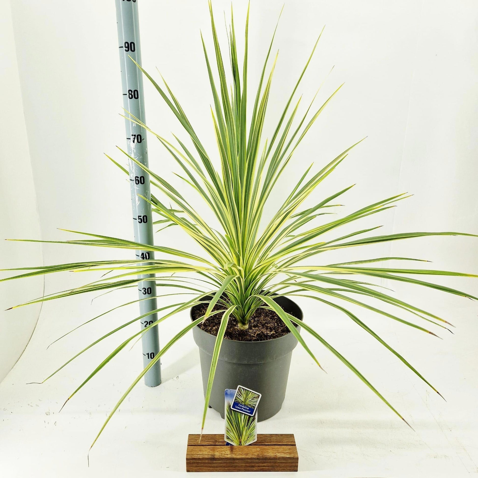 Cordyline 80cm 32cm Pot