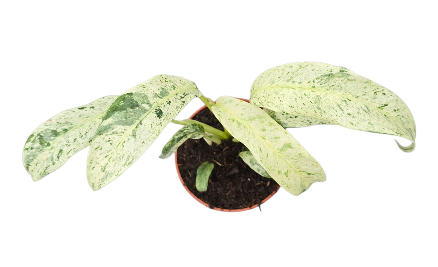 Rhaphidophora mix 15cm 9cm Pot