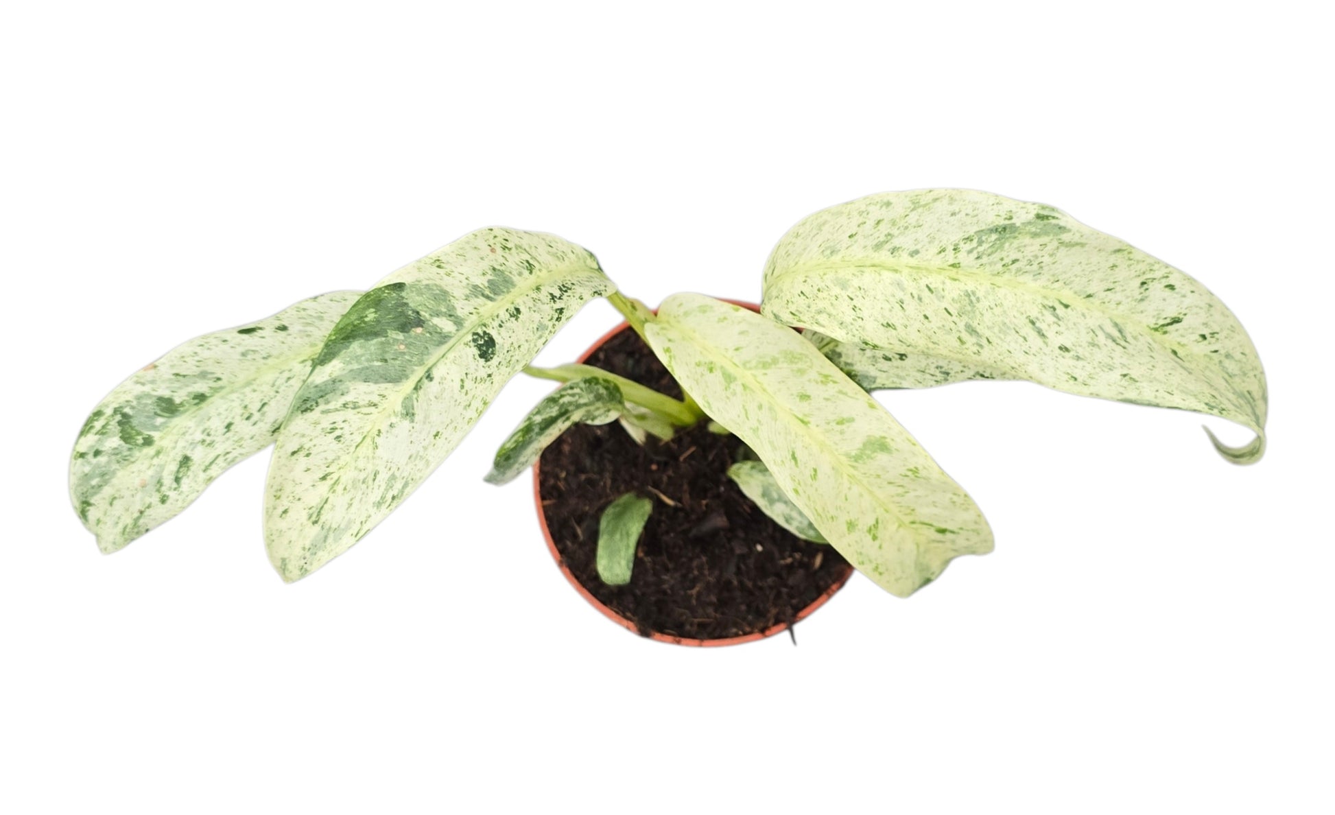 Rhaphidophora mix 15cm 9cm Pot