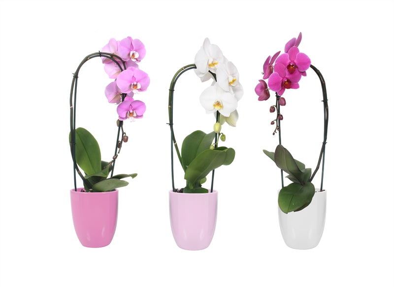 Phalaenopsis mix 55cm 12cm Pot