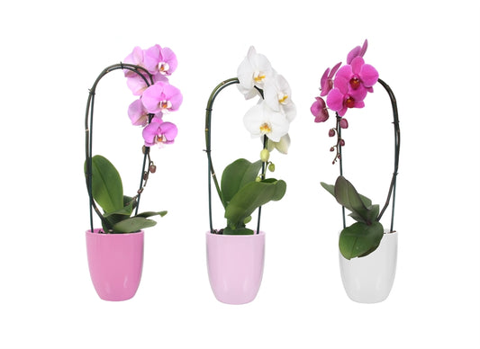 Phalaenopsis mix 55cm 12cm Pot