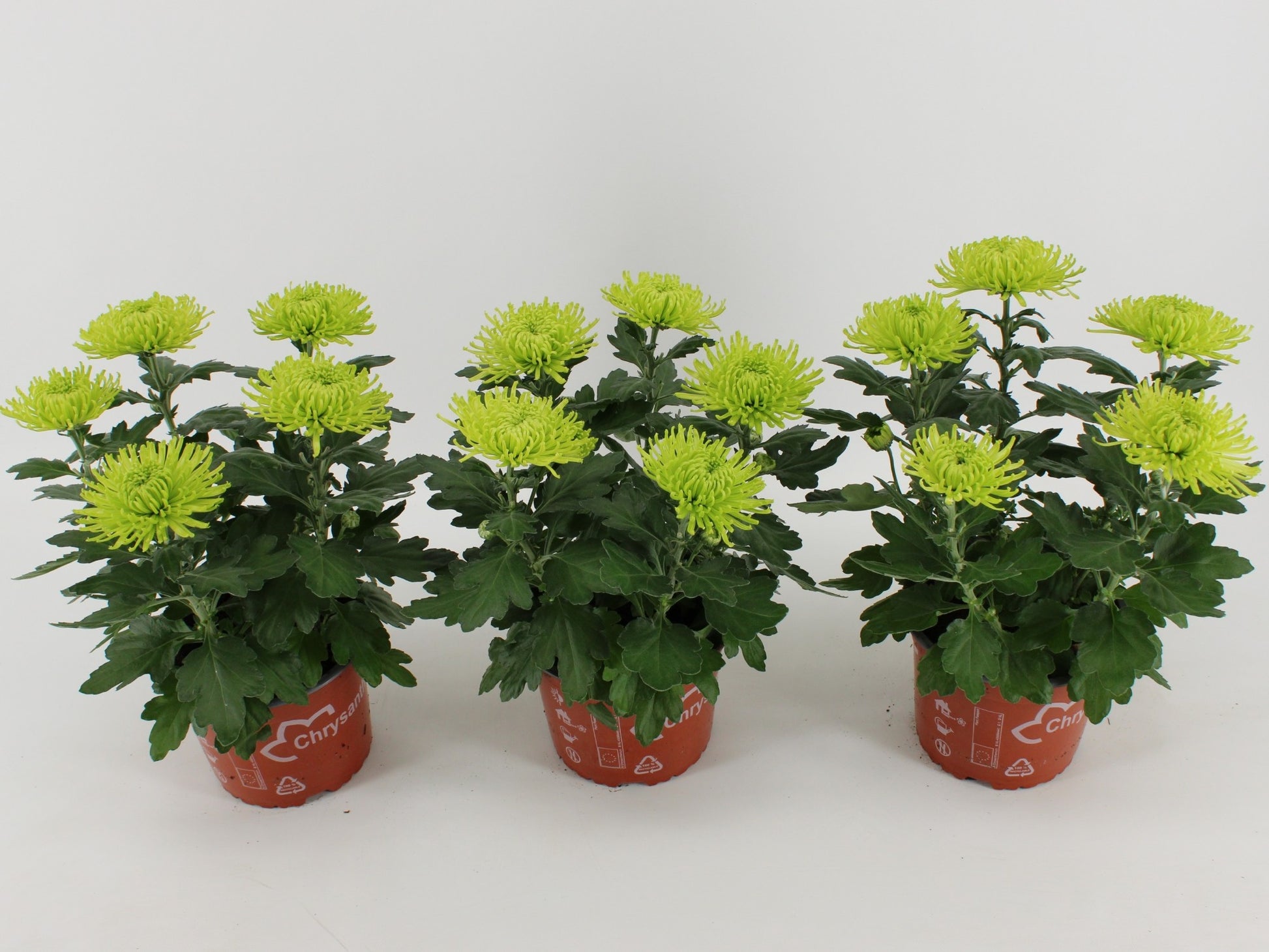 Chrysanthemum Anastasia Dark Lime 35cm 15cm Pot