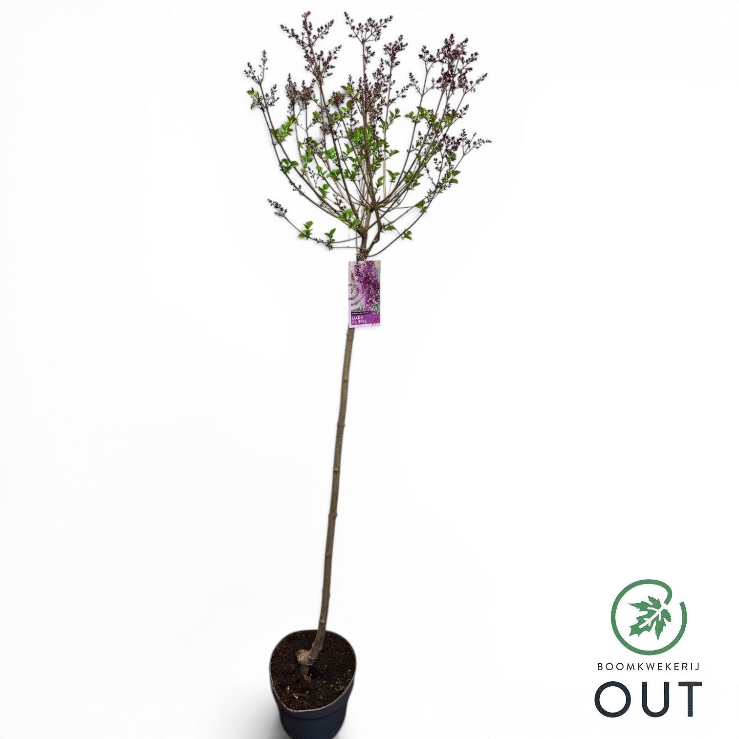 Syringa Hybrid 140cm 23cm Pot