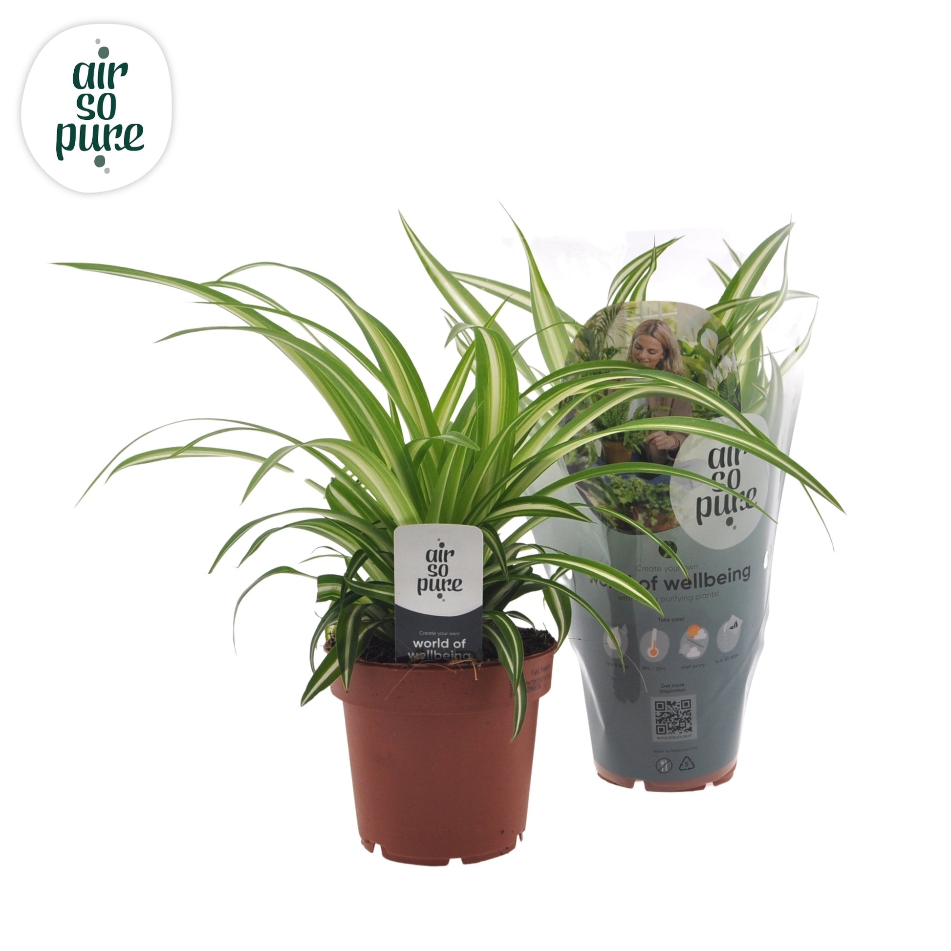 VDE plant BV Chlorophytum Variegated Pack of 8