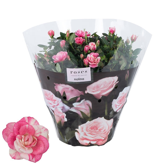Rosa Vieve 32cm 23cm Pot