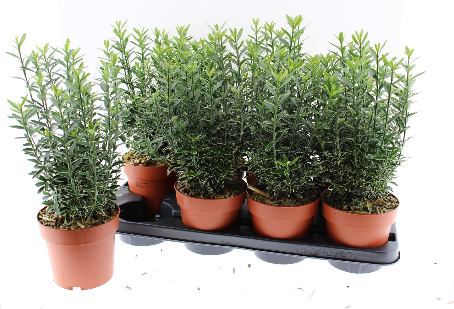 Euonymus japonicus Microphyllus Albovariegatus 30cm 13cm Pot