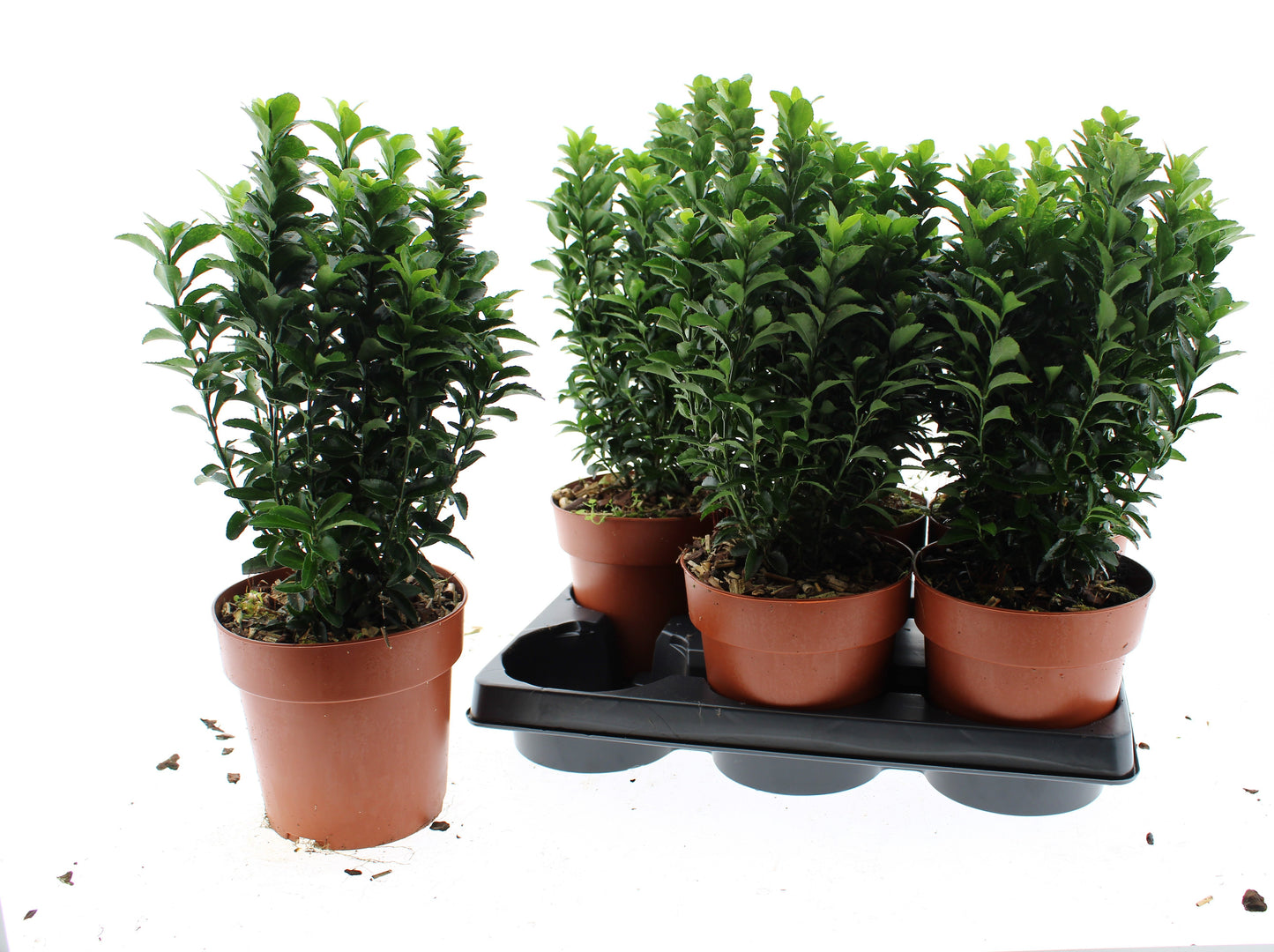 Euonymus Green Spire 40cm 15cm Pot
