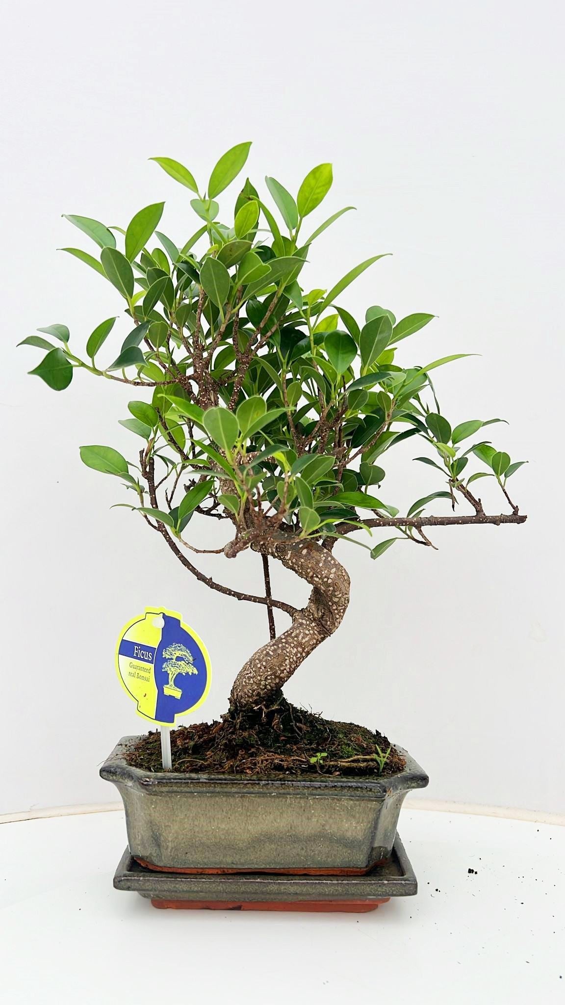 Bonsai Mix 30cm 15cm Pot