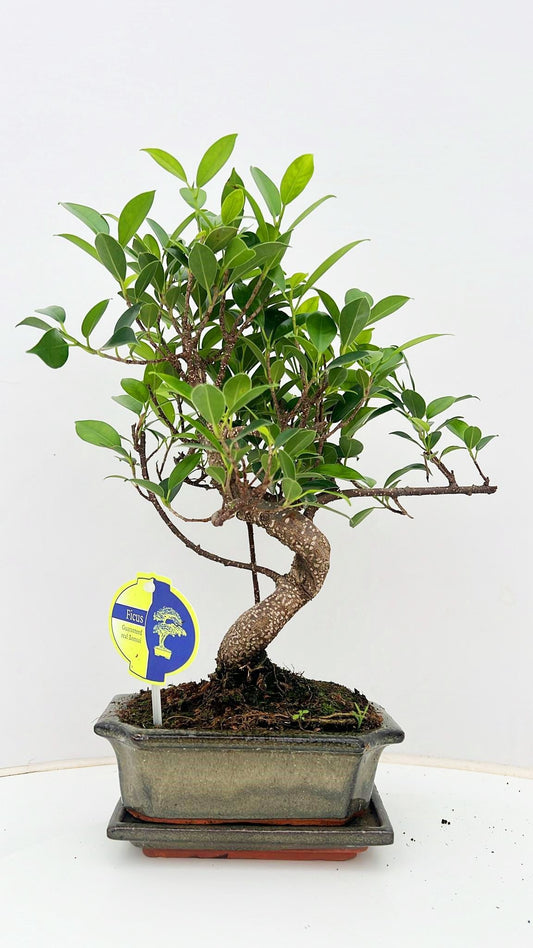 Bonsai Mix 30cm 15cm Pot