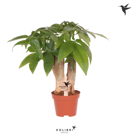 Pachira aquatica 18cm 6cm Pot