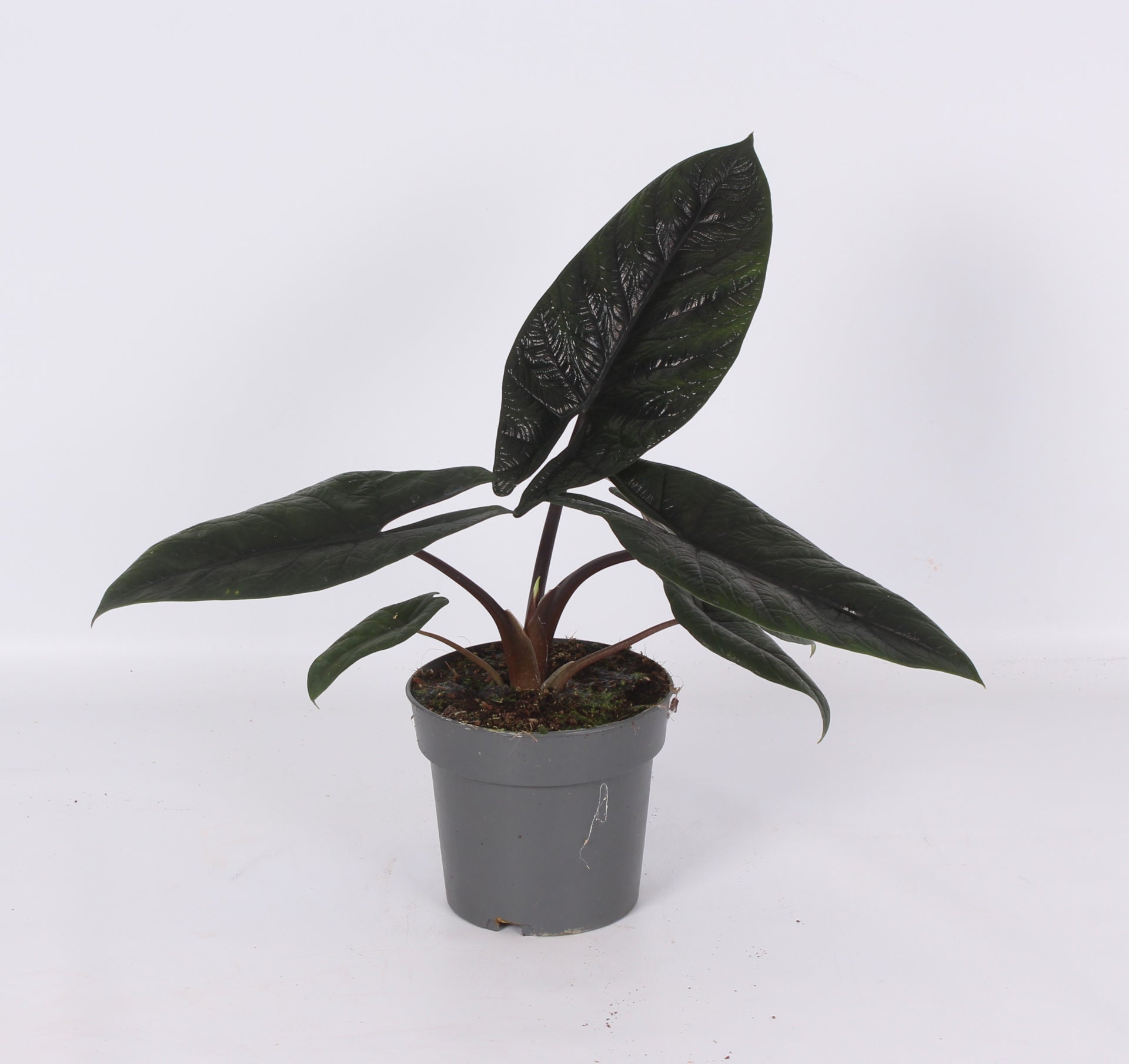 Ichtus Plants Alocasia Scalprum Pack of 6
