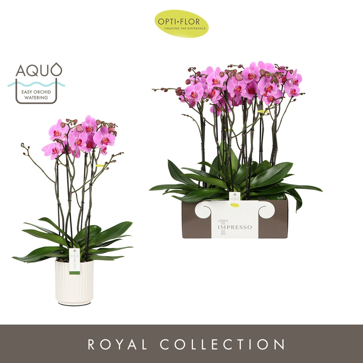 Phalaenopsis pink 65cm 15cm Pot