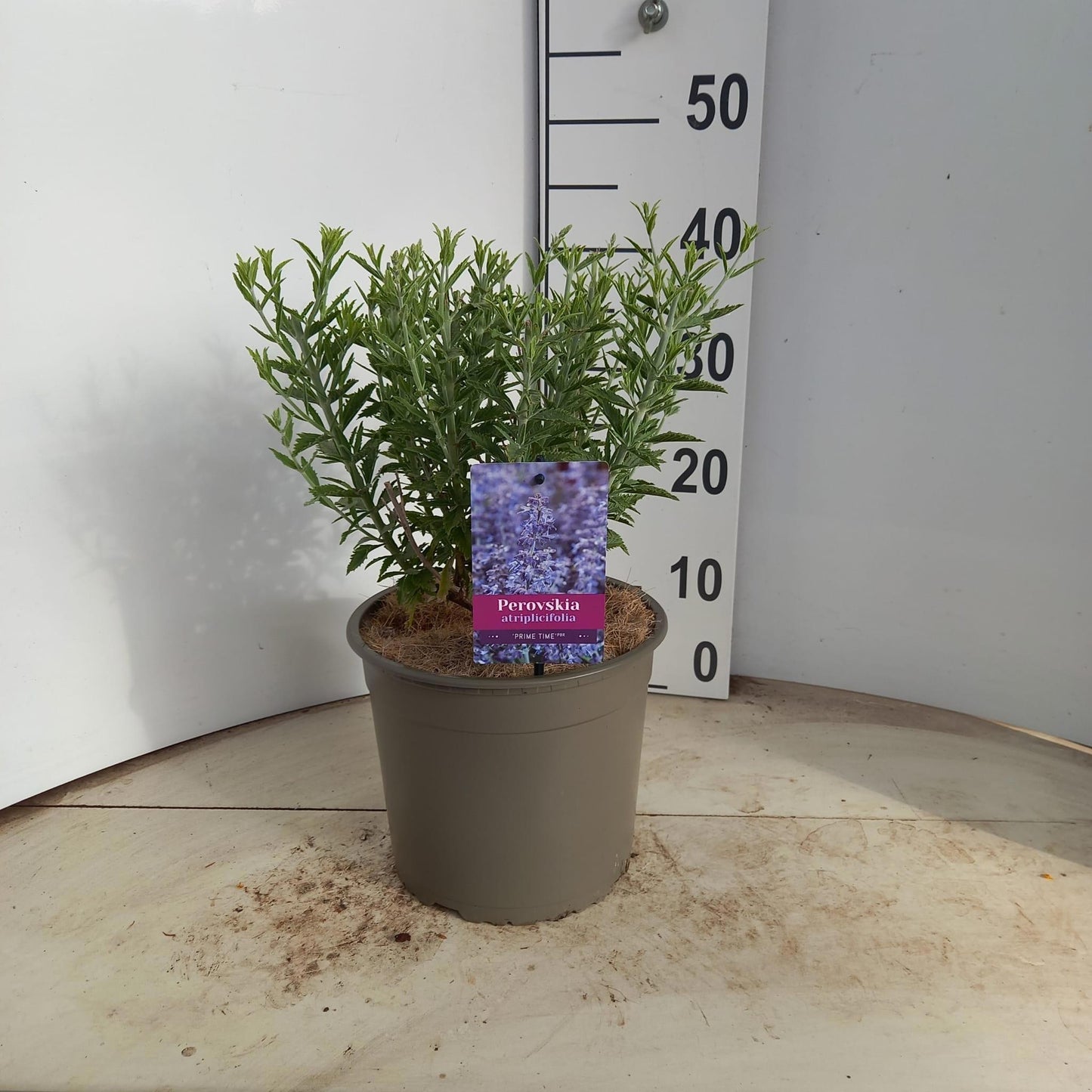 Perovskia Blue Spire 40cm 23cm Pot