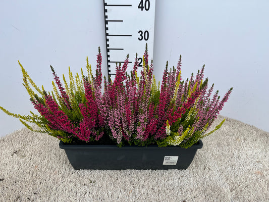 Calluna Garden Girls mix 45cm 40cm Pot